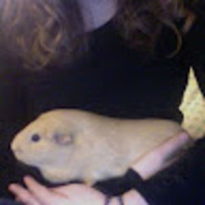 Meet your Posher, Anna